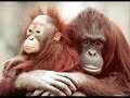 Nuestros queridos animales. � Son adorables !