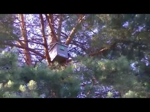 пчеловодство ловля диких роев пчеловодство ловля диких роев