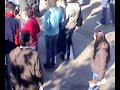 hamsi festivali ktü