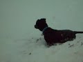Rustle and Louiedog playing in the snow