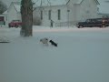 Rustle and Louiedog playing in the snow