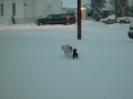 Rustle and Louiedog playing in the snow