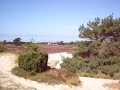 In der Dünenheide von Hiddensee