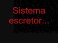 trabalho sistema excretor