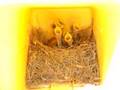 videos de baby birds