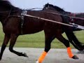 Mini - 3 yr. old Standardbred filly