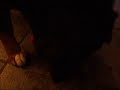 Kong
