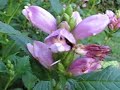 Bumblebee visiting Turtlehead Flowers