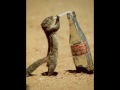 ecureuil-fou.html