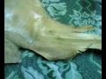 Russian Alien Fish, Weird Thing! Is it an Alien Mermaid?