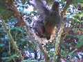 12/09/07~Day Before Hummingbird Chicks Fledge~4.59min. 12/09/07~Day Before Hummingbird Chicks Fledge~4.59min.