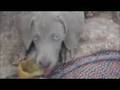 Sable the weimaraner