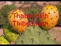 Tahendith Ibe33ach
