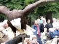 Roofvogeldemonstratie met witkopzeearend Roofvogeldemonstratie met witkopzeearend