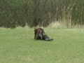 Flying Dutch Shepherd (Extreme K9 Jump!) Luykensdogsite.nl  KNPV