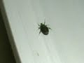 Stupid Beetle. Stupid Beetle.