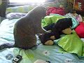 Snowcone loves teddybear