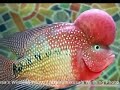2007 On-Line Flowerhorn Photo Competition - www.aquaticwonderland.com 2007 On-Line Flowerhorn Photo Competition - www.aquaticwonderland.com