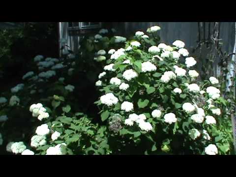 how to replant a snowball bush