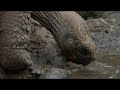 Galapagos Tortoise