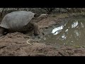Galapagos Tortoise