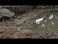 Galapagos Tortoise