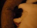 Calico Cat Snoring Won\