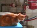 videos de lotje de rosse poes 2