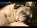 Mountain Pug Sleeps