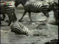 dong vat hoang da chau phi san moi ĐỘNG VẬT SĂN MỒI - C&Aacute; SẤU - YouTube
