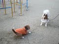 ビーグル犬りこのお散歩２