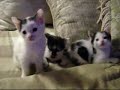 kitten dance : 