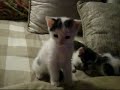 kitten dance :]