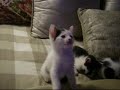 kitten dance : 