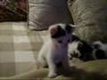kitten dance :]