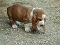Our new baby basset