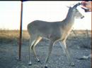 Half-Rack Buck Watchful at Deer Feeder