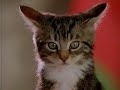 Whiskas - reklam (1995)