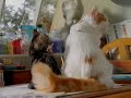 Whiskas - reklam (1995)