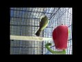 Timy, Serin du Mozambique (2)