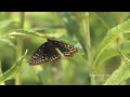Reading Eagle: Butterfly Counting Reading Eagle: Butterfly Counting
