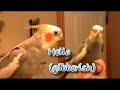 Cockatiel singing rockabye baby