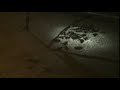 Loggerhead Turtle Nest Hatching Loggerhead Turtle Nest Hatching