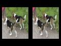 Two Beagles in 3D: Bo & Prince (Visiting Ferd, 2-1)