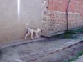 Magyar Agar sweet puppy runs