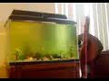 Fishtank (Algae)