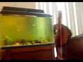Fishtank (Algae)