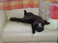 ボーイフレンド研ナオコ