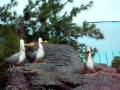 videos de SEAGULLS FROM 'FINDING NEMO'