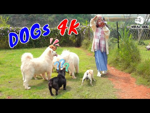 Hài Hước Thư Giãn Cùng Các Boss Cún Cưng Video 4K Tập 6